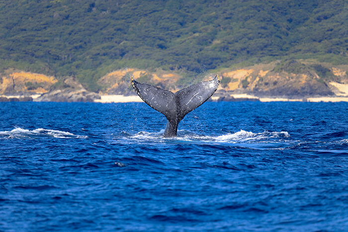Whale watching, Okinawa