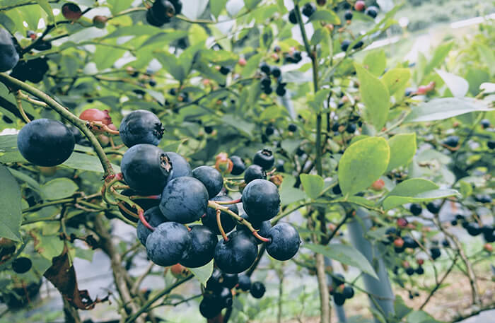 Braddock Blueberries